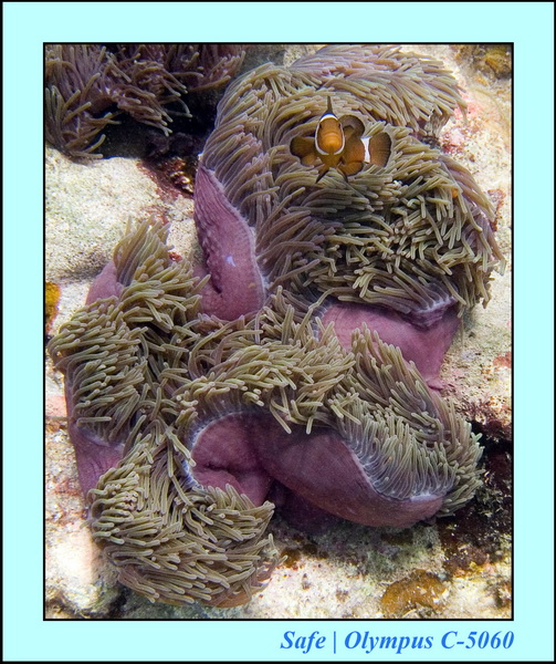 2006 - 07 - Perhentian - Plongee 254